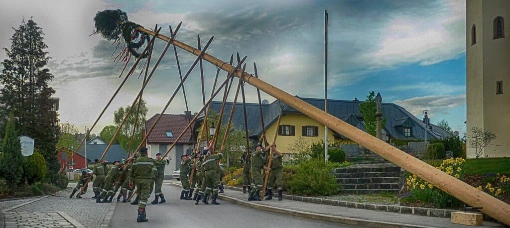 Männer stellen traditionellen Maibaum auf.