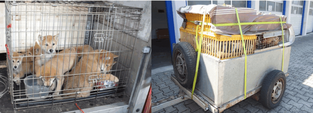 Hunde in Käfigen für Transport bereitgestellt.